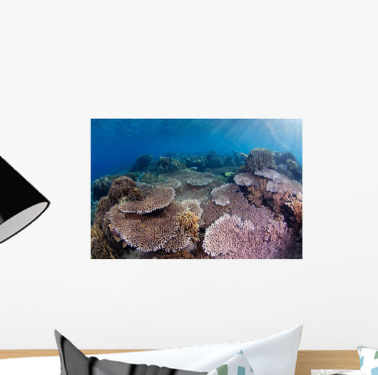 Hard Coral Garden with Wall Decal Design 1