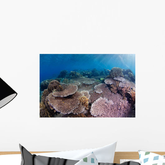 Hard Coral Garden with Wall Decal Design 1