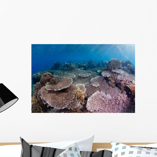Hard Coral Garden with Wall Decal Design 1