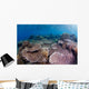Hard Coral Garden with Wall Decal Design 1