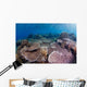 Hard Coral Garden with Wall Decal Design 1
