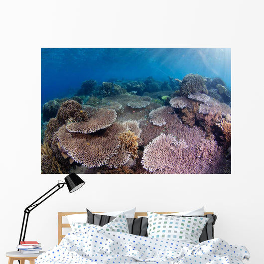 Hard Coral Garden with Wall Decal Design 1