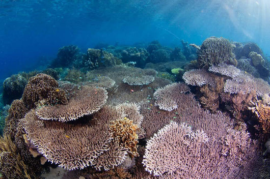 Hard Coral Garden with Wall Decal Design 1