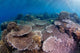 Hard Coral Garden with Wall Decal Design 1