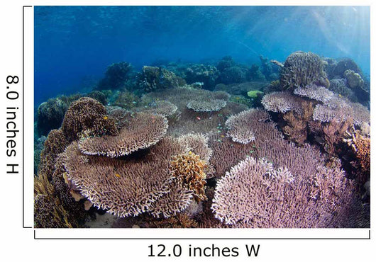 Hard Coral Garden with Wall Decal Design 1