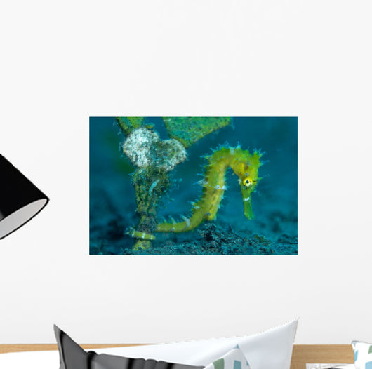 Thorny Seahorse Hippocampus Hystrix Wall Decal Design 2