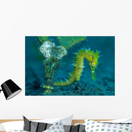 Thorny Seahorse Hippocampus Hystrix Wall Decal Design 2