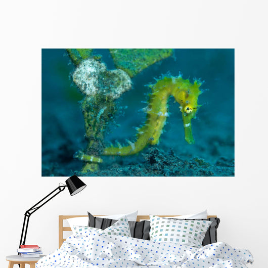 Thorny Seahorse Hippocampus Hystrix Wall Decal Design 2