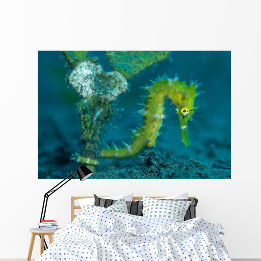 Thorny Seahorse Hippocampus Hystrix Wall Decal Design 2
