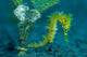 Thorny Seahorse Hippocampus Hystrix Wall Decal Design 2