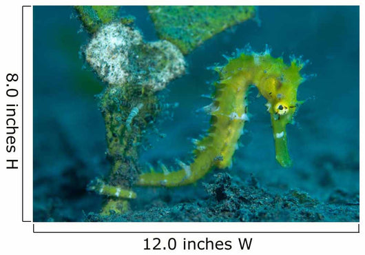 Thorny Seahorse Hippocampus Hystrix Wall Decal Design 2