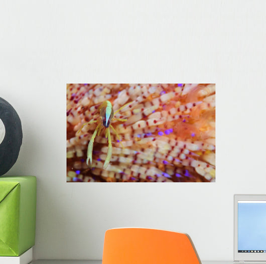 Brook's Urchin Shrimp Fire Wall Decal