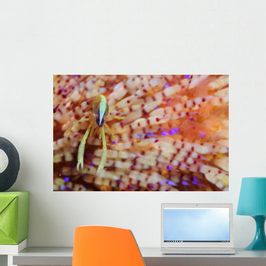 Brook's Urchin Shrimp Fire Wall Decal