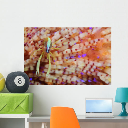 Brook's Urchin Shrimp Fire Wall Decal
