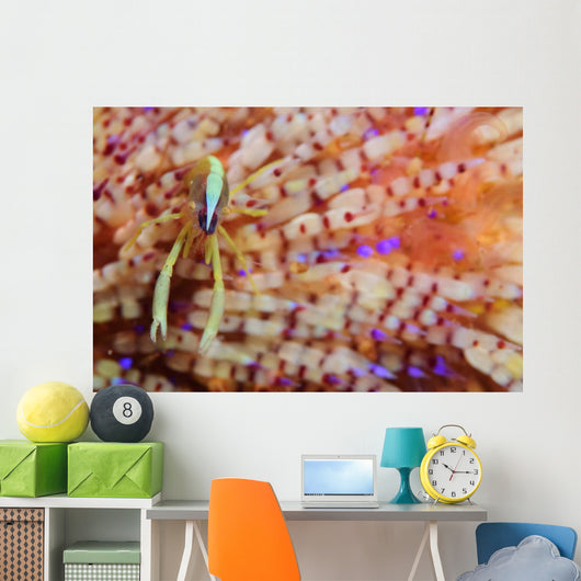 Brook's Urchin Shrimp Fire Wall Decal