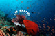 Coral Grouper and Lionfish Wall Decal