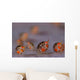 Ladybug Amphipods Undescribed Species Wall Decal Design 1
