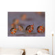 Ladybug Amphipods Undescribed Species Wall Decal Design 1