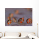 Ladybug Amphipods Undescribed Species Wall Decal Design 1