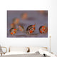 Ladybug Amphipods Undescribed Species Wall Decal Design 1