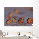 Ladybug Amphipods Undescribed Species Wall Decal Design 1