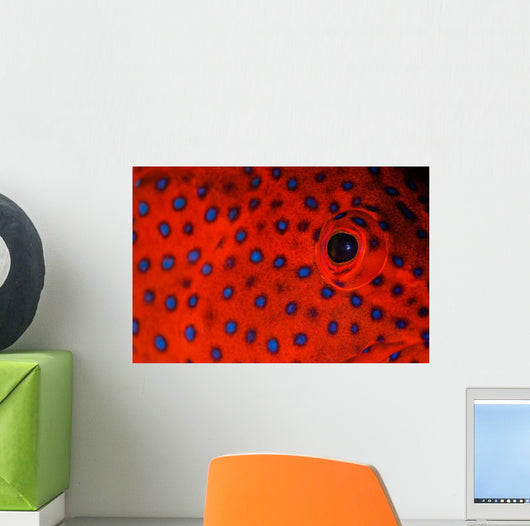 Coral Grouper Eye Detail Wall Decal