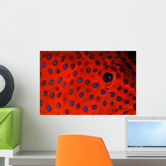 Coral Grouper Eye Detail Wall Decal