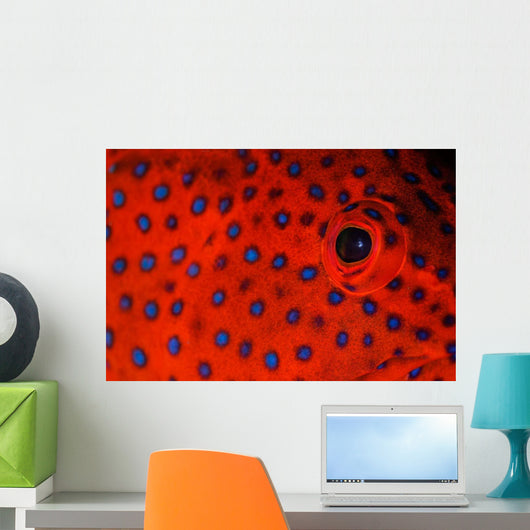 Coral Grouper Eye Detail Wall Decal