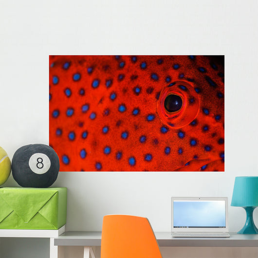 Coral Grouper Eye Detail Wall Decal