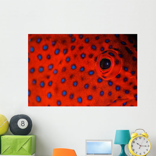 Coral Grouper Eye Detail Wall Decal