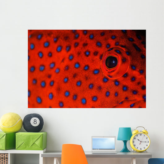 Coral Grouper Eye Detail Wall Decal