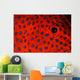 Coral Grouper Eye Detail Wall Decal