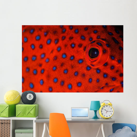 Coral Grouper Eye Detail Wall Decal
