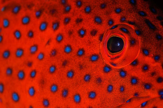 Coral Grouper Eye Detail Wall Decal