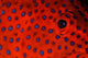 Coral Grouper Eye Detail Wall Decal
