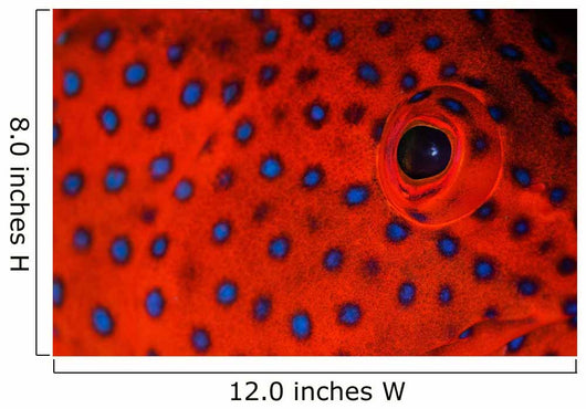 Coral Grouper Eye Detail Wall Decal
