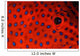Coral Grouper Eye Detail Wall Decal
