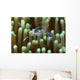 Sarasvati Anemone Shrimp with Wall Decal