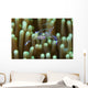 Sarasvati Anemone Shrimp with Wall Decal