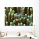 Sarasvati Anemone Shrimp with Wall Decal