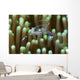 Sarasvati Anemone Shrimp with Wall Decal