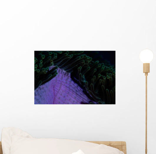 Magnificent Sea Anemone Detail Wall Decal