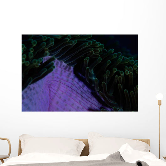 Magnificent Sea Anemone Detail Wall Decal