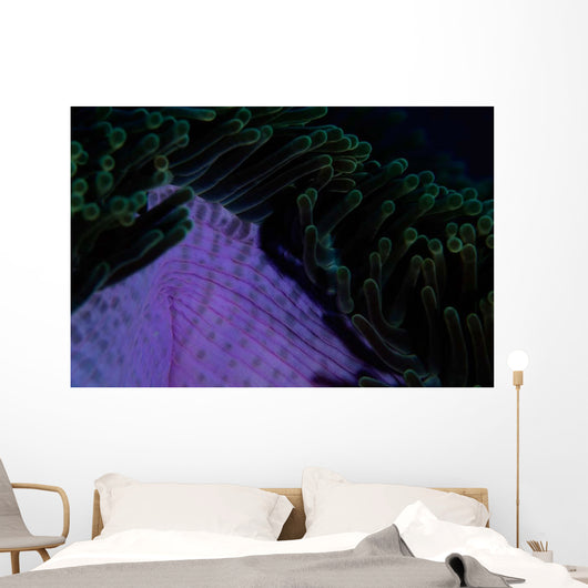 Magnificent Sea Anemone Detail Wall Decal