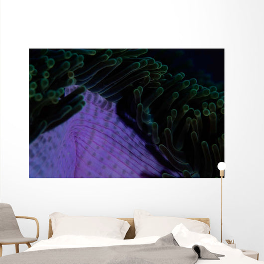 Magnificent Sea Anemone Detail Wall Decal