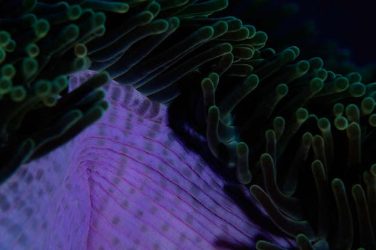 Magnificent Sea Anemone Detail Wall Decal