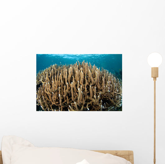 Hard Coral Garden Komodo Wall Decal Design 2