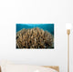 Hard Coral Garden Komodo Wall Decal Design 2