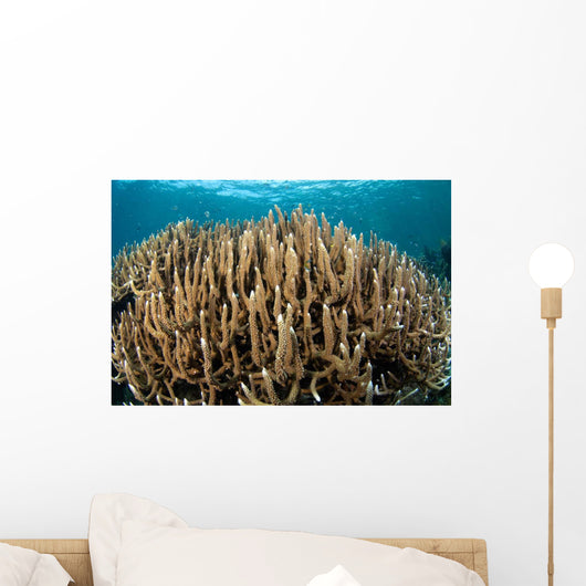 Hard Coral Garden Komodo Wall Decal Design 2