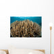 Hard Coral Garden Komodo Wall Decal Design 2